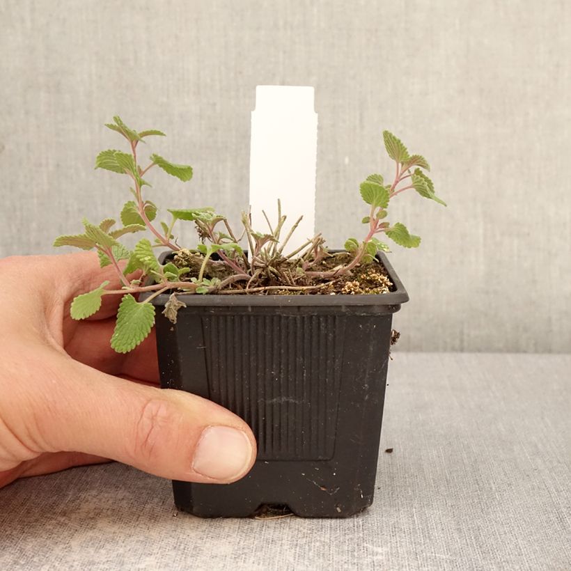 Nepeta Nova Blue - Népéta hybride Maceta de 8/9 cm Ejemplar entregado en la primavera