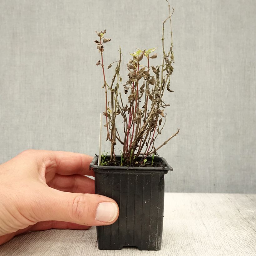 Ejemplar de Nepeta parnassica - Hierba gatera Maceta de 8/9 cm entregado en otoño