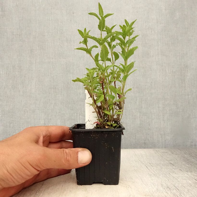 Ejemplar de Nepeta parnassica - Chataire grecque Godet de 8/9 cm entregado en verano