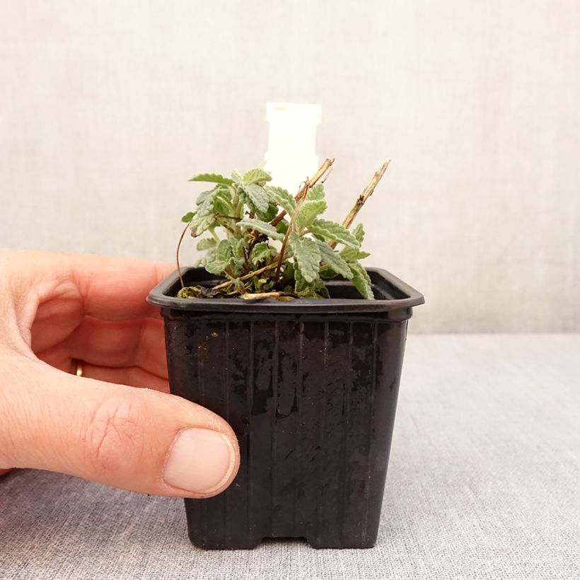 Nepeta racemosa Amelia Maceta de 8/9 cm Ejemplar entregado en la primavera