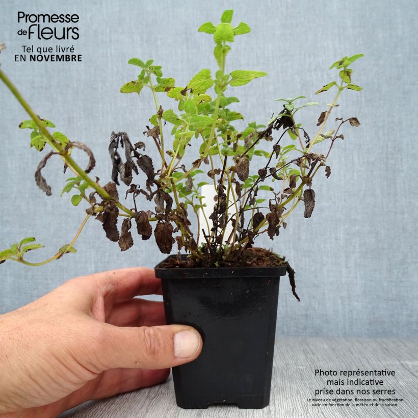 Ejemplar de Nepeta racemosa Grog Maceta de 8/9 cm entregado en otoño