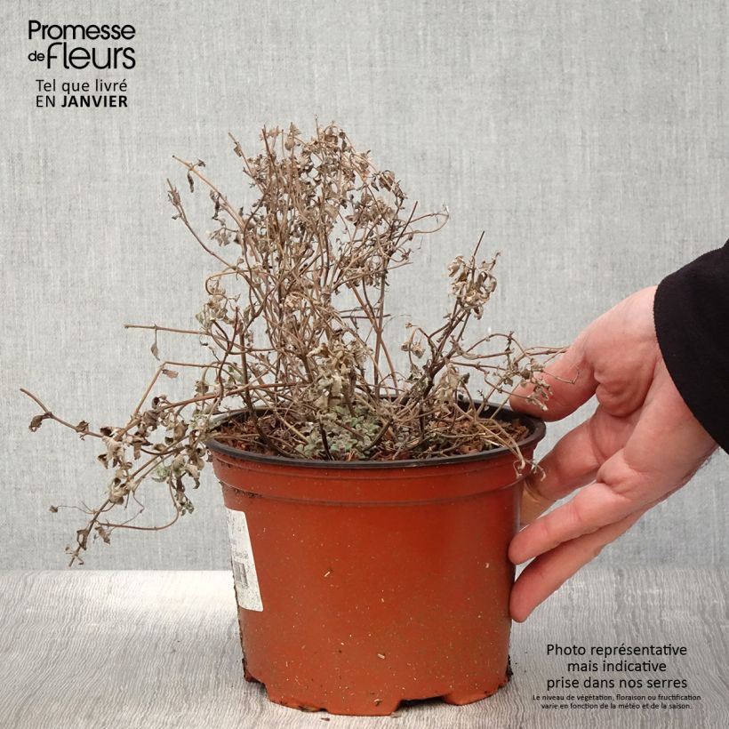 Nepeta racemosa Grog Maceta 2L/3L Ejemplar entregado en invierno