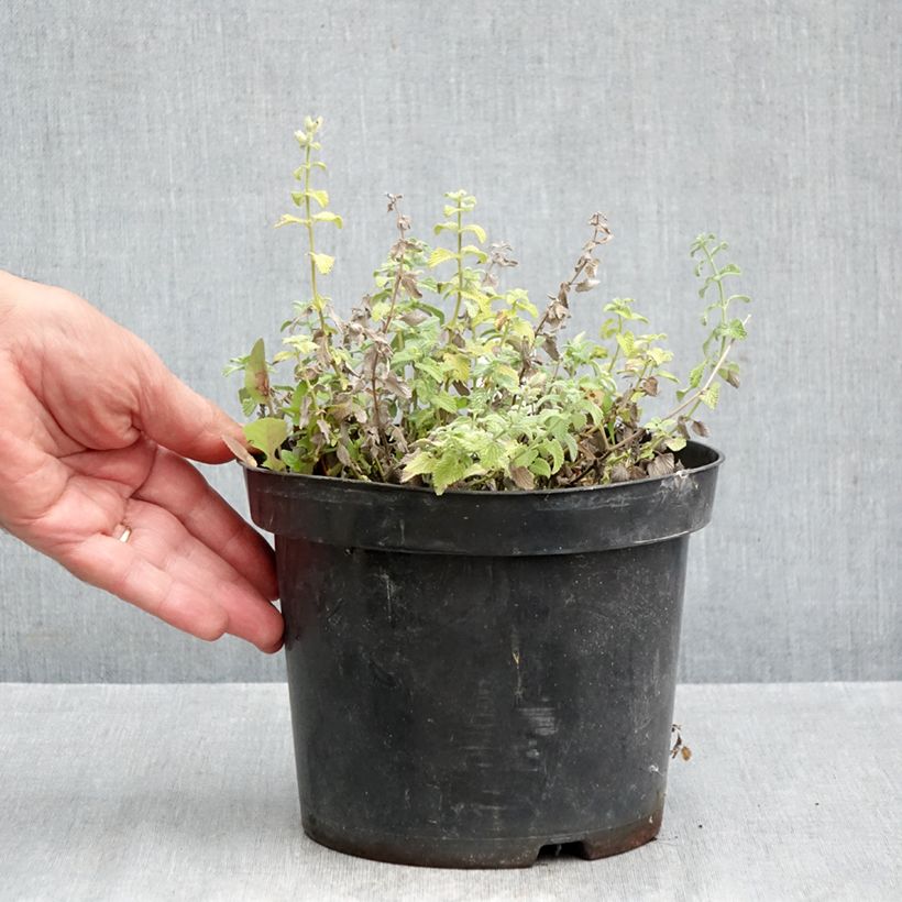 Ejemplar de Nepeta racemosa Snowflake Maceta 2L/3L entregado en otoño