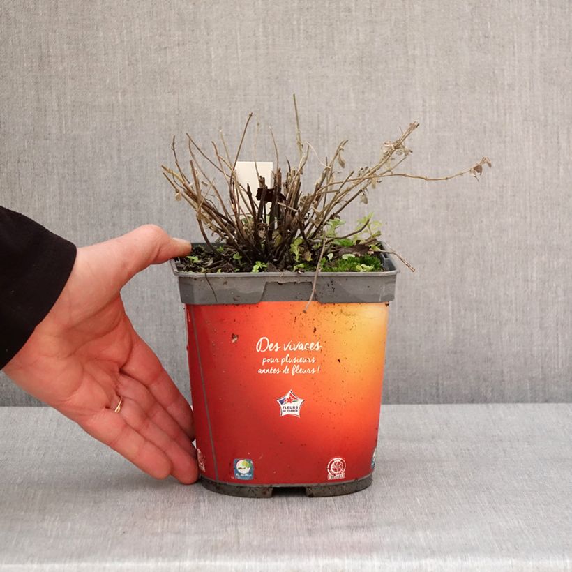 Nepeta racemosa Snowflake Maceta 2L/3L Ejemplar entregado en invierno