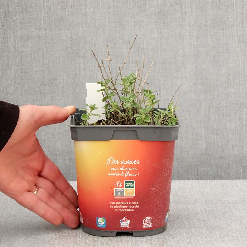 Nepeta racemosa Snowflake Maceta 2L/3L Ejemplar entregado en la primavera