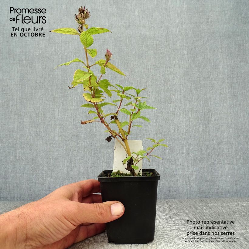 Ejemplar de Nepeta subsessilis Sweet Dreams Maceta de 8/9 cm entregado en otoño