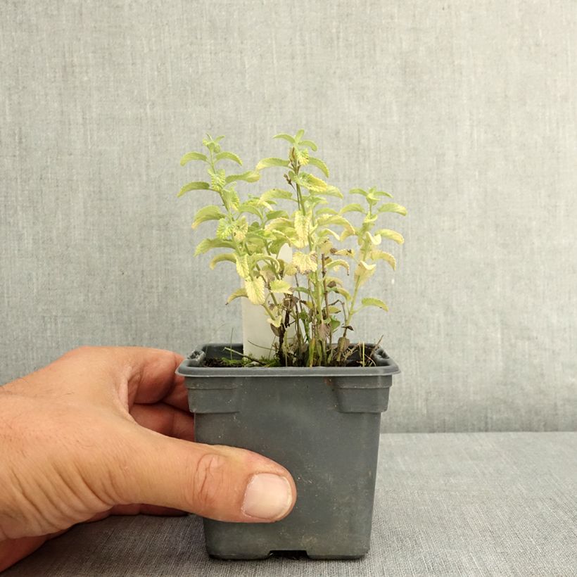 Ejemplar de Nepeta faassenii Alba - Hierba gatera Maceta de 8/9 cm entregado en verano