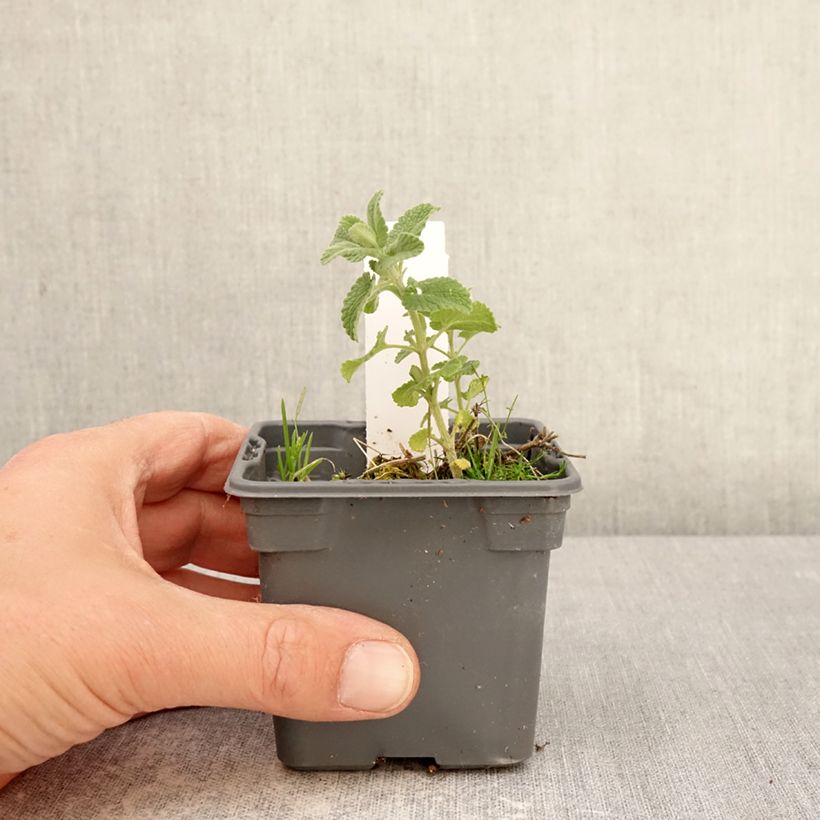 Nepeta x faassenii Alba - Népéta hybride Maceta de 8/9 cm Ejemplar entregado en la primavera