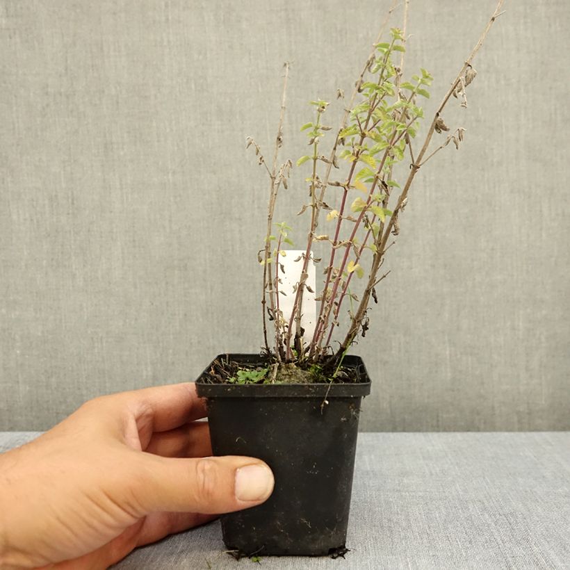 Ejemplar de Nepeta faassenii Dropmore Maceta de 8/9 cm entregado en verano