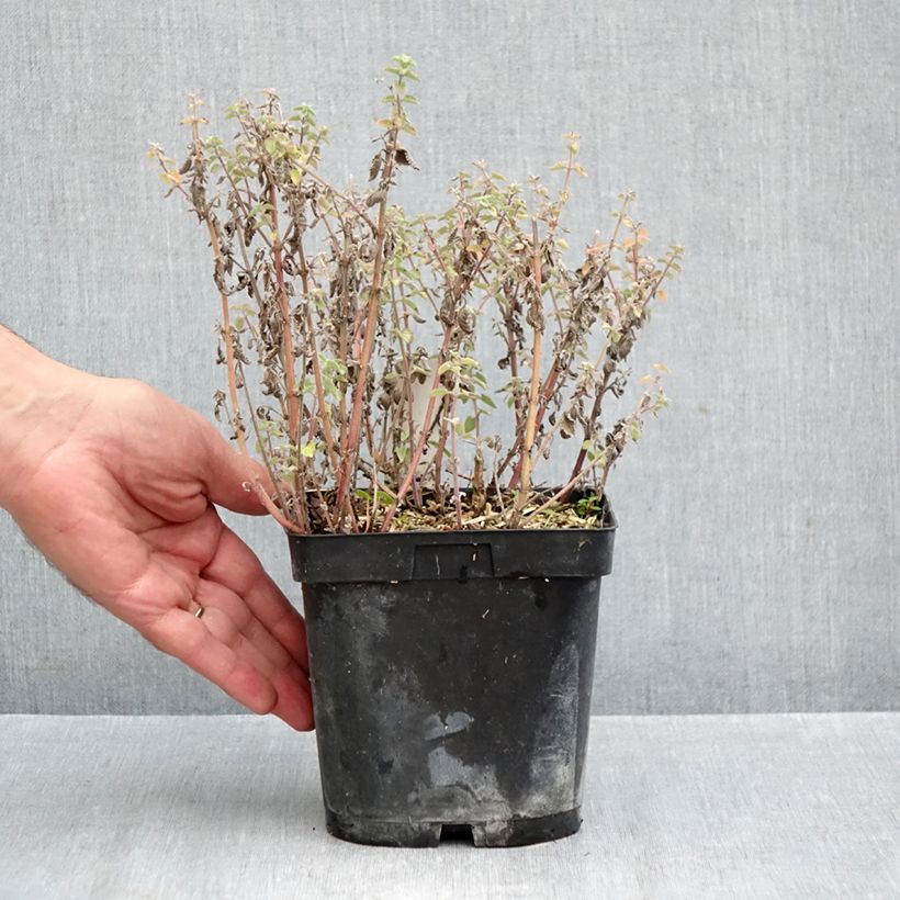 Ejemplar de Nepeta faassenii Dropmore Maceta 2L/3L entregado en otoño