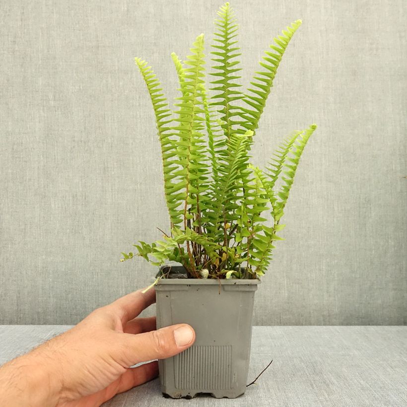 Ejemplar de Nephrolepis cordifolia Artic Jungle Maceta de 8/9 cm entregado en verano