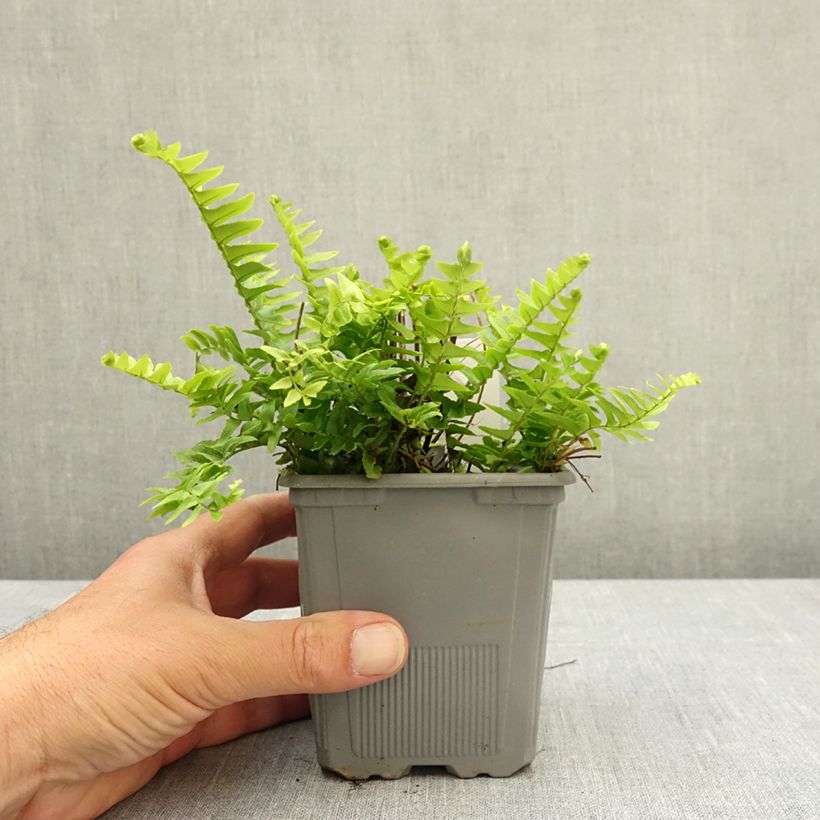 Nephrolepis cordifolia Artic Jungle Maceta de 8/9 cm Ejemplar entregado en la primavera