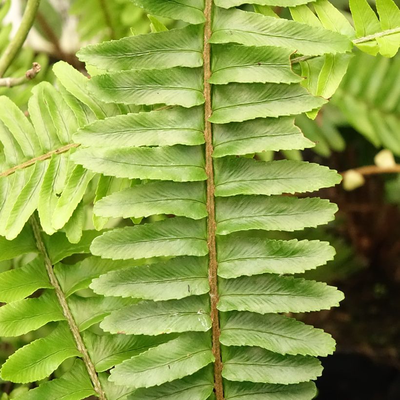 Nephrolepis cordifolia Artic Jungle (Follaje)