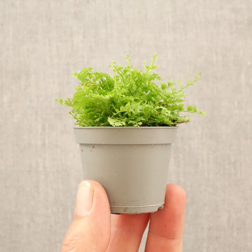 Helecho de boston Cotton Candy - Nephrolepis exaltata miniplanta Ejemplar entregado en la primavera