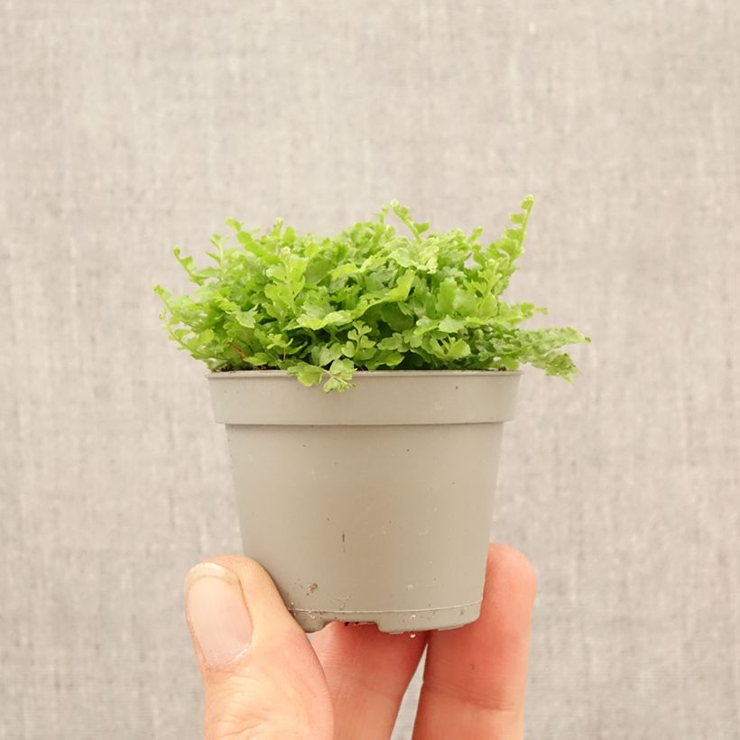 Helecho de boston Fluffy Ruffle - Nephrolepis exaltata miniplanta Ejemplar entregado en la primavera