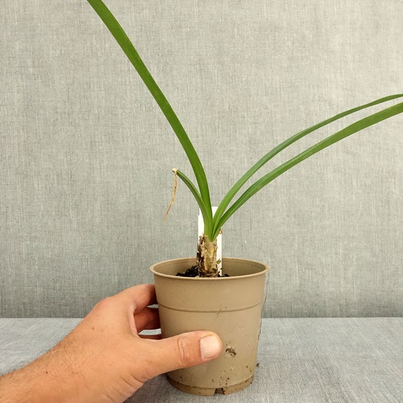 Ejemplar de Nerine bowdenii Ostara K Maceta 1,5L/2L calibre 12/14 entregado en verano