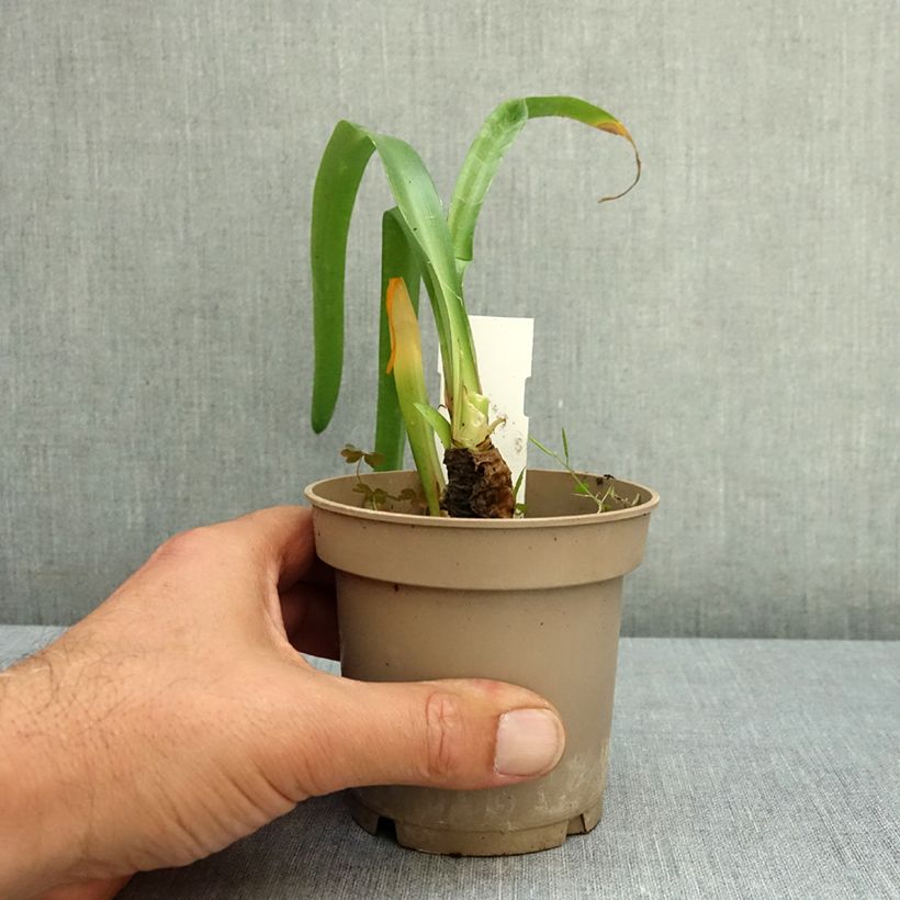 Ejemplar de Nerine bowdenii Maceta de 12 cm / 13 cm calibre 12/14 entregado en verano