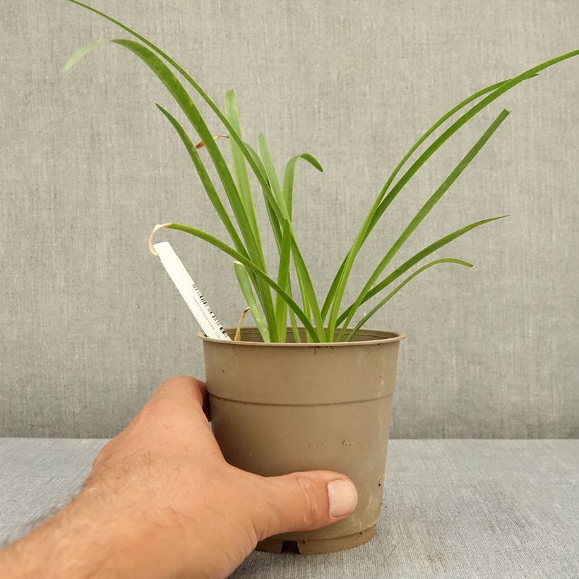 Ejemplar de Nerine bowdenii Vesta K Maceta 1,5L/2L calibre 12/14 entregado en verano