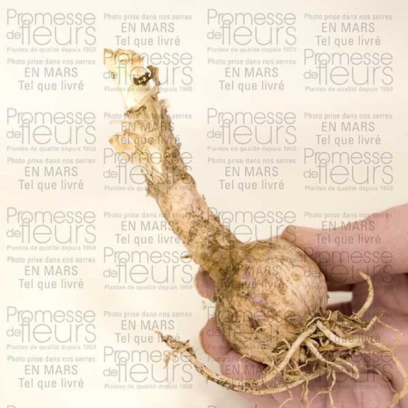 Ejemplo de ejemplar de Nerine sarniensis var corusca Bulbe calibre 12+ tal y como se entrega