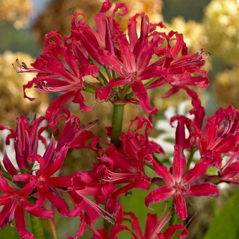 Nerine elegance Pearls of Cherry (Floración)