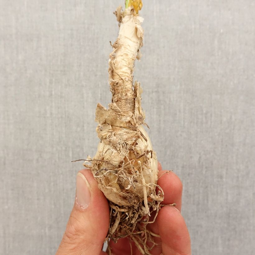 Nerine flexuosa White Bulbo calibre 13+ Ejemplar entregado en la primavera