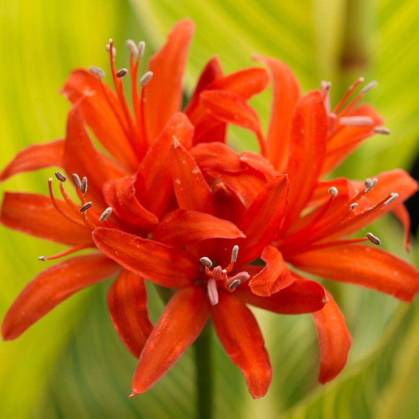 Nerine sarniensis Corusca (Floración)
