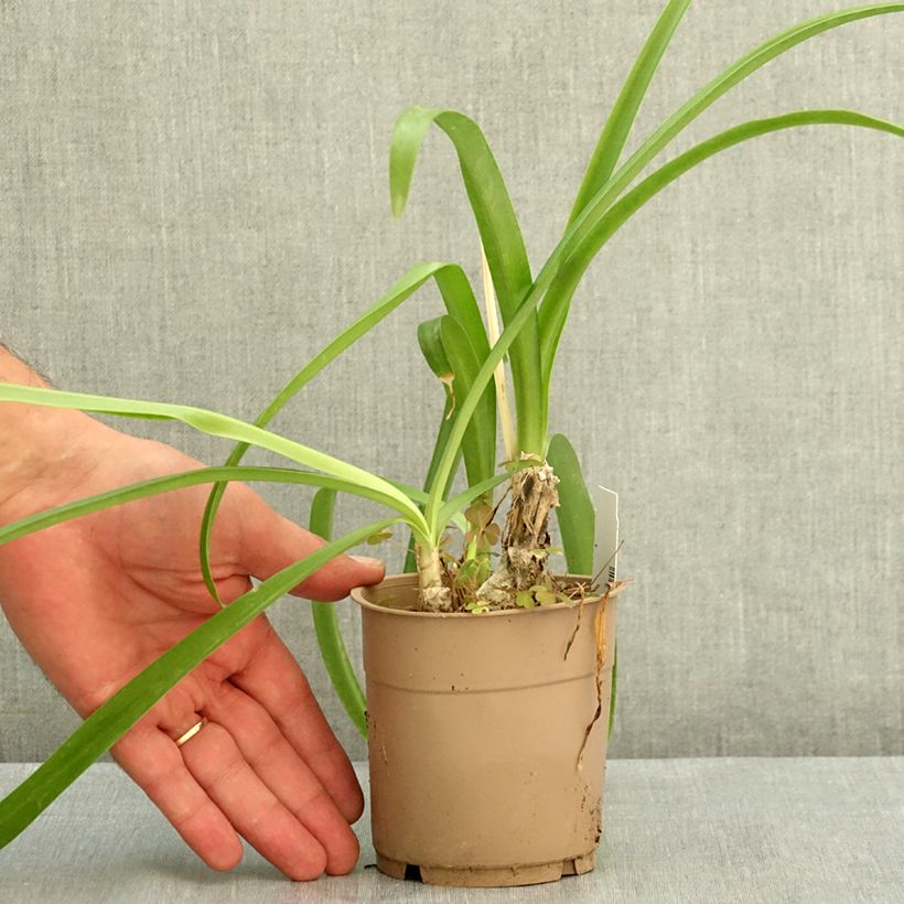 Ejemplar de Nerine undulata Maceta 1,5L/2L calibre 10+ entregado en verano