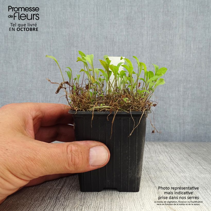 Ejemplar de Nierembergia repens Maceta de 8/9 cm entregado en otoño