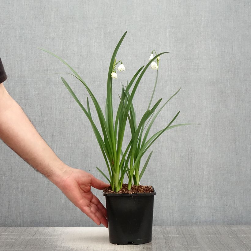 Leucojum aestivum Bridesmaid - Campanillas de primavera Maceta 2L/3L Ejemplar entregado en la primavera