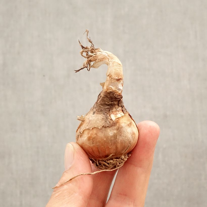 Leucojum aestivum - Campanillas de primavera Bulbo calibre 12+ Ejemplar entregado en la primavera