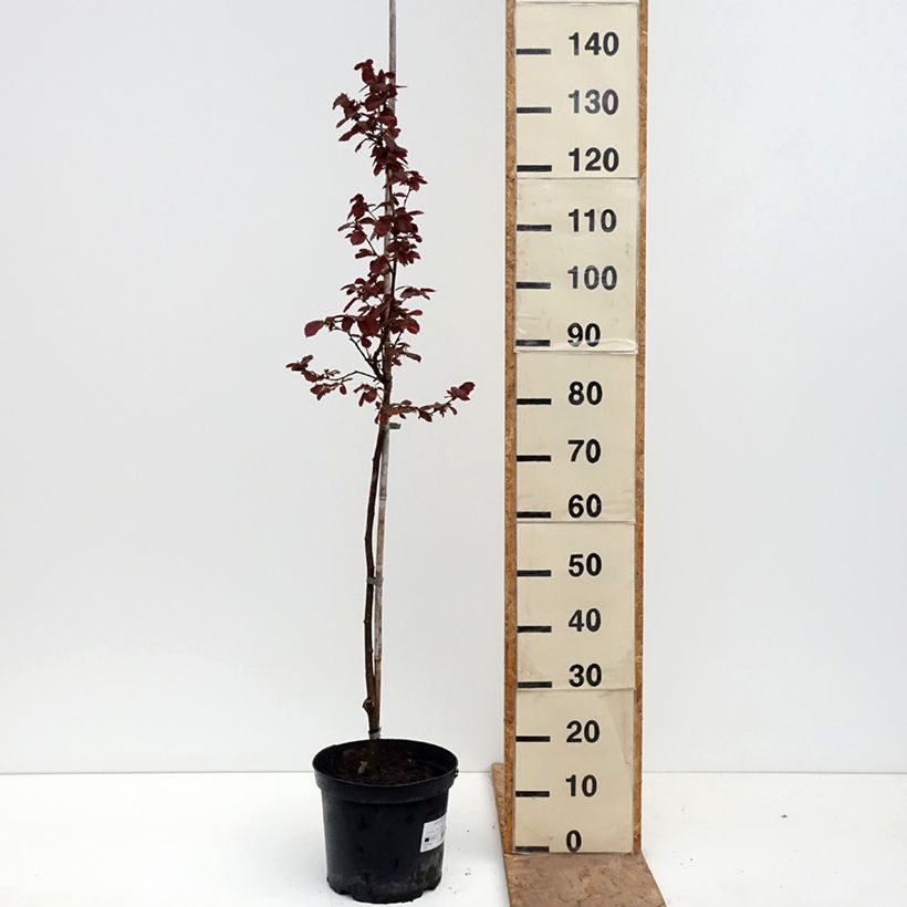 Avellana Anny's Red Dwarf Maceta 7,5L/10L, Tallo Ejemplar entregado en la primavera