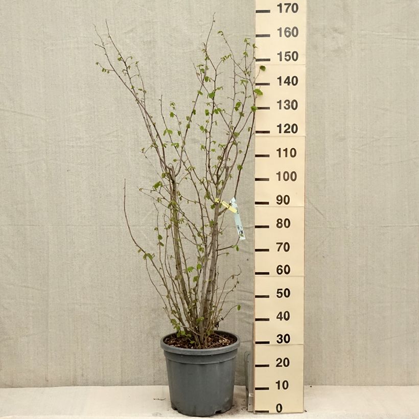 Avellana - Corylus avellana Maceta 7,5L/10L Ejemplar entregado en la primavera