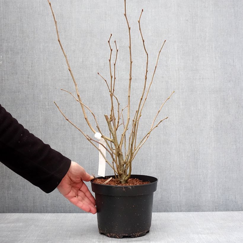 Avellana - Corylus avellana Maceta 2L/3L Ejemplar entregado en invierno