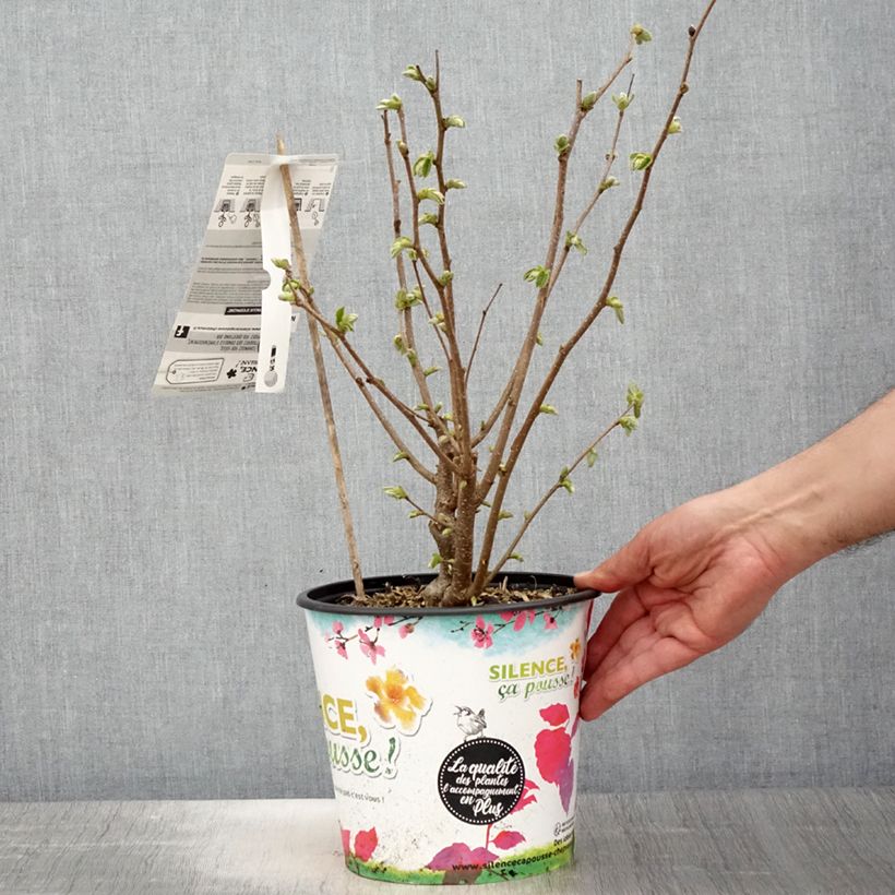 Avellana Longue d'Espagne Maceta 3L/4L, Formación arbustiva Ejemplar entregado en la primavera