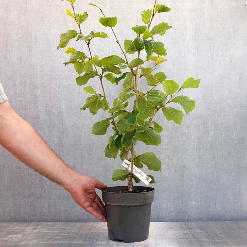 Ejemplar de Hamamelis intermedia Westerstede Maceta 3L/4L entregado en verano