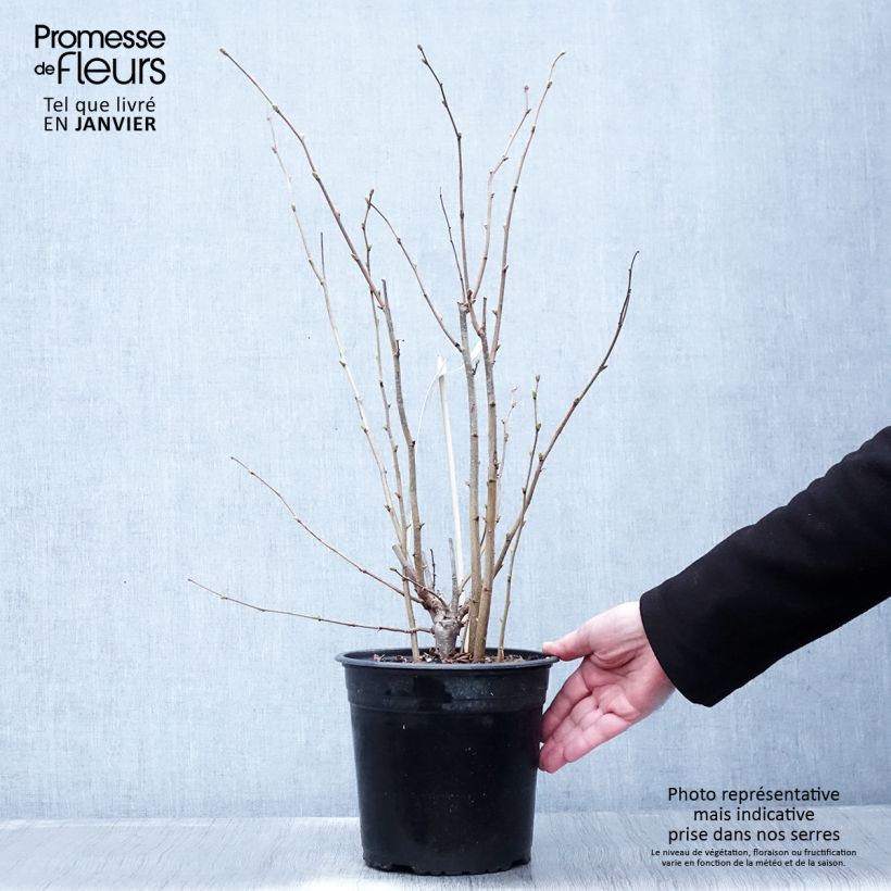 Avellana Fertile de Coutard Maceta 3L/4L, Formación arbustiva Ejemplar entregado en invierno