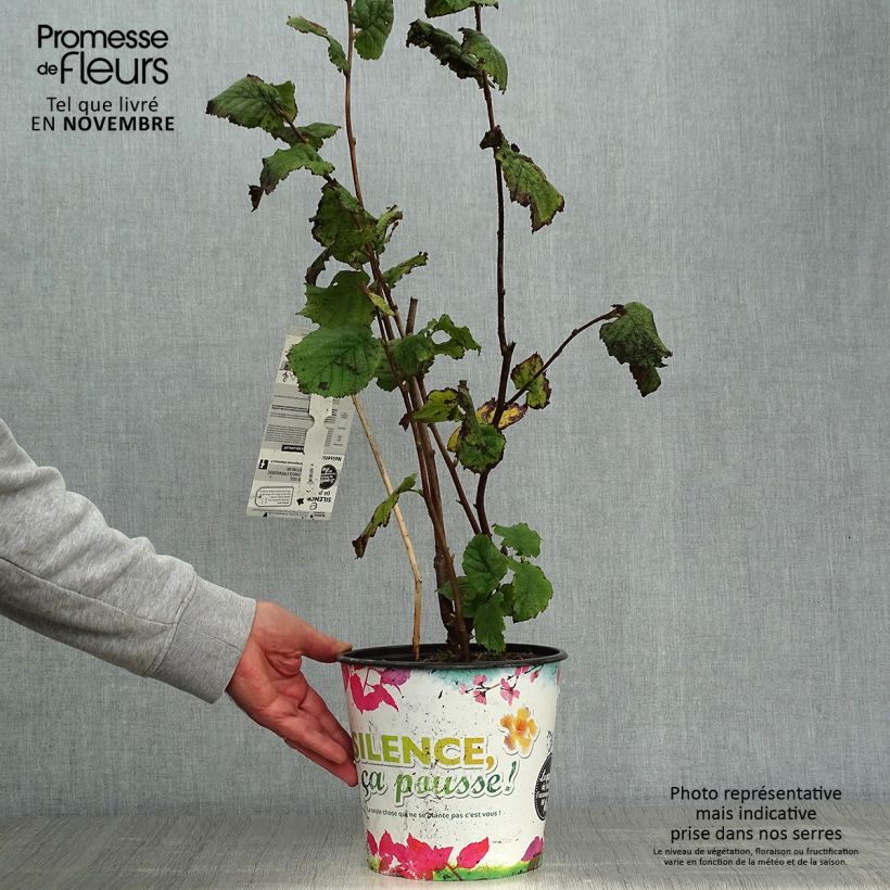 Ejemplar de Avellano de Lambert Géant de Halle - Corylus maxima Maceta 4L/5L, Formación arbustiva entregado en otoño