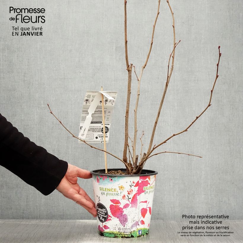 Avellano de Lambert Géant de Halle - Corylus maxima Maceta 4L/5L, Formación arbustiva Ejemplar entregado en invierno