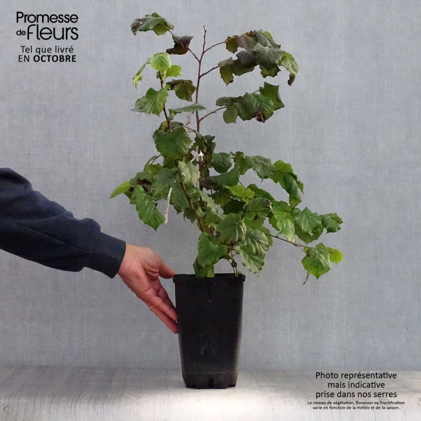 Ejemplar de Avellano de Lambert Géant de Halle - Corylus maxima Maceta 2L/3L entregado en otoño