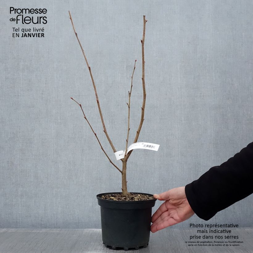 Avellano de Lambert Géant de Halle - Corylus maxima Maceta 2L/3L Ejemplar entregado en invierno