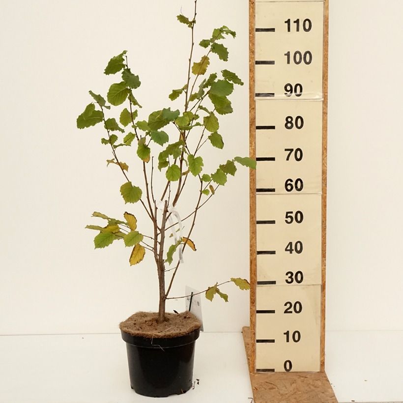 Ejemplar de Avellano de Lambert Géant de Halle - Corylus maxima Maceta 7,5L/10L entregado en otoño