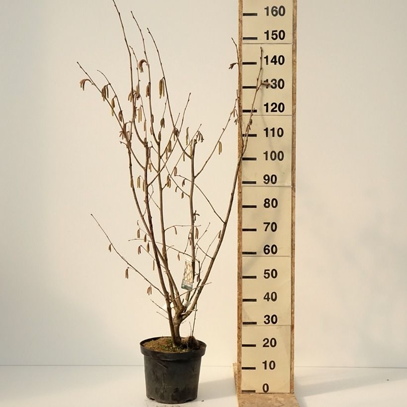Avellano de Lambert Géant de Halle - Corylus maxima Maceta 7,5L/10L Ejemplar entregado en invierno