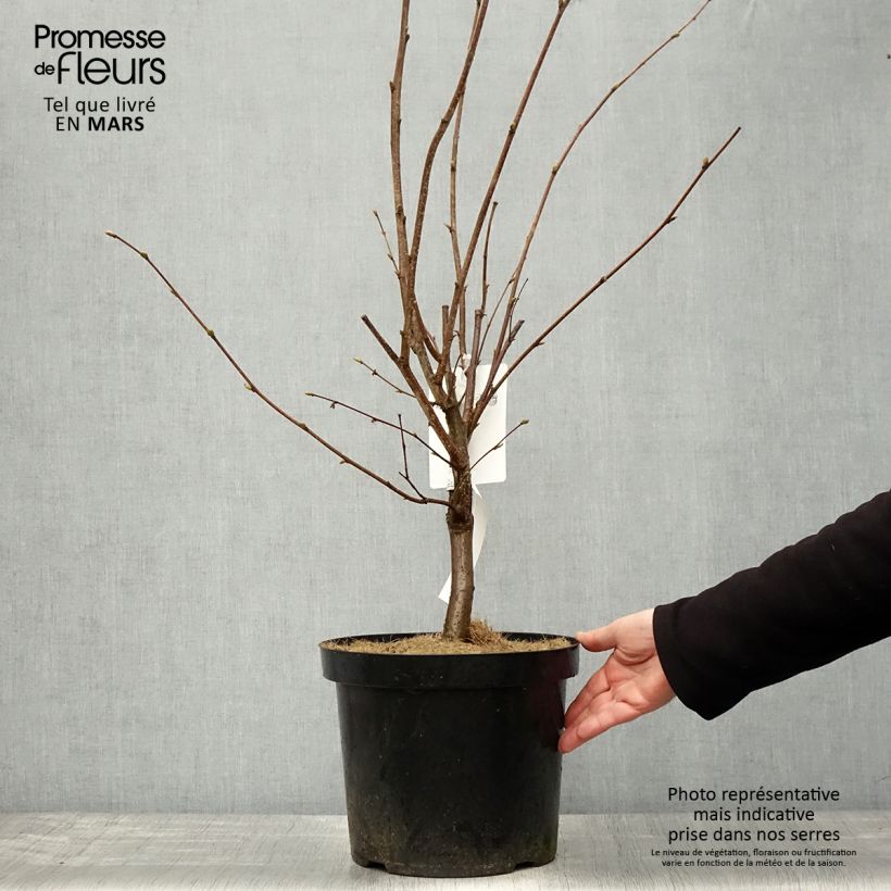 Avellano de Lambert Géant de Halle - Corylus maxima Maceta 7,5L/10L Ejemplar entregado en la primavera