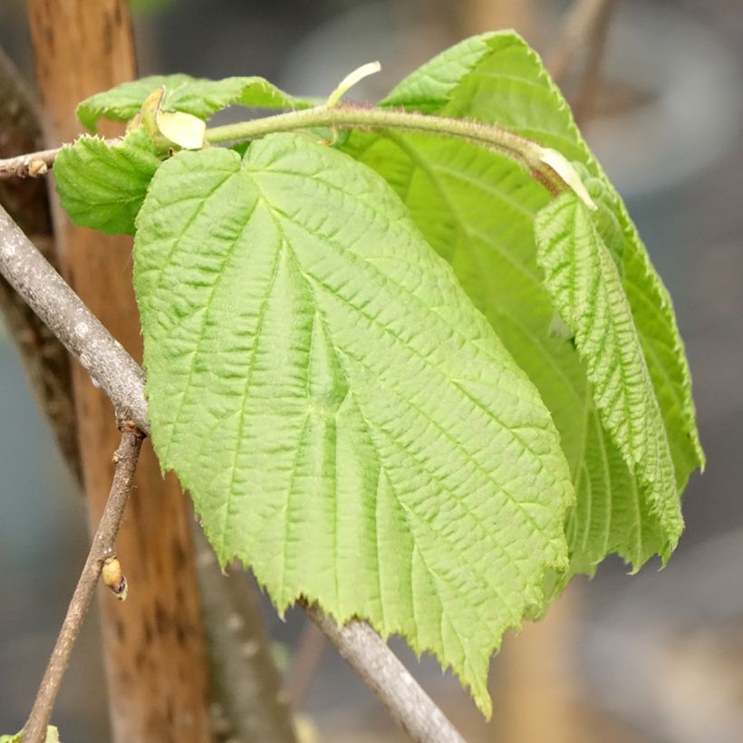 Corylus avellana Pendula - Avellana (Follaje)