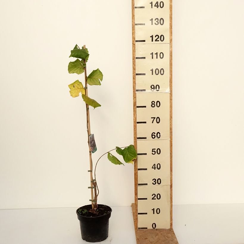 Ejemplar de Corylus avellana Pendula - Avellana Maceta 4L/5L entregado en otoño