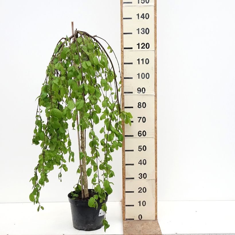 Corylus avellana Pendula - Avellana Maceta 7,5L/10L Ejemplar entregado en la primavera