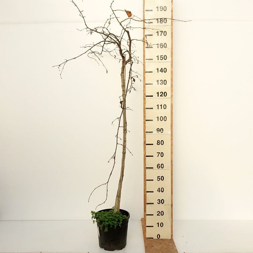 Ejemplar de Avellana Purple Umbrella Maceta 12L/15L entregado en otoño