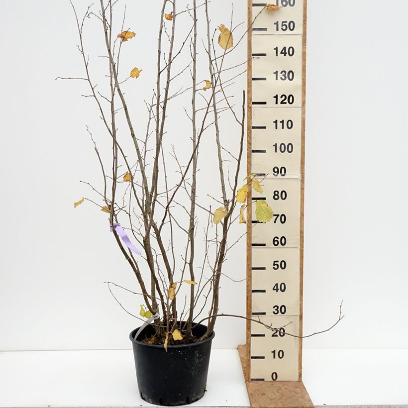 Ejemplar de Corylus avellana Syrena - Avellana Maceta 12L/15L entregado en otoño