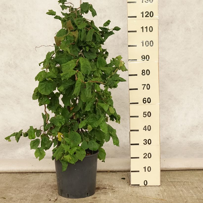 Ejemplar de Corylus avellana Contorta - Avellana Maceta 12L/15L entregado en verano