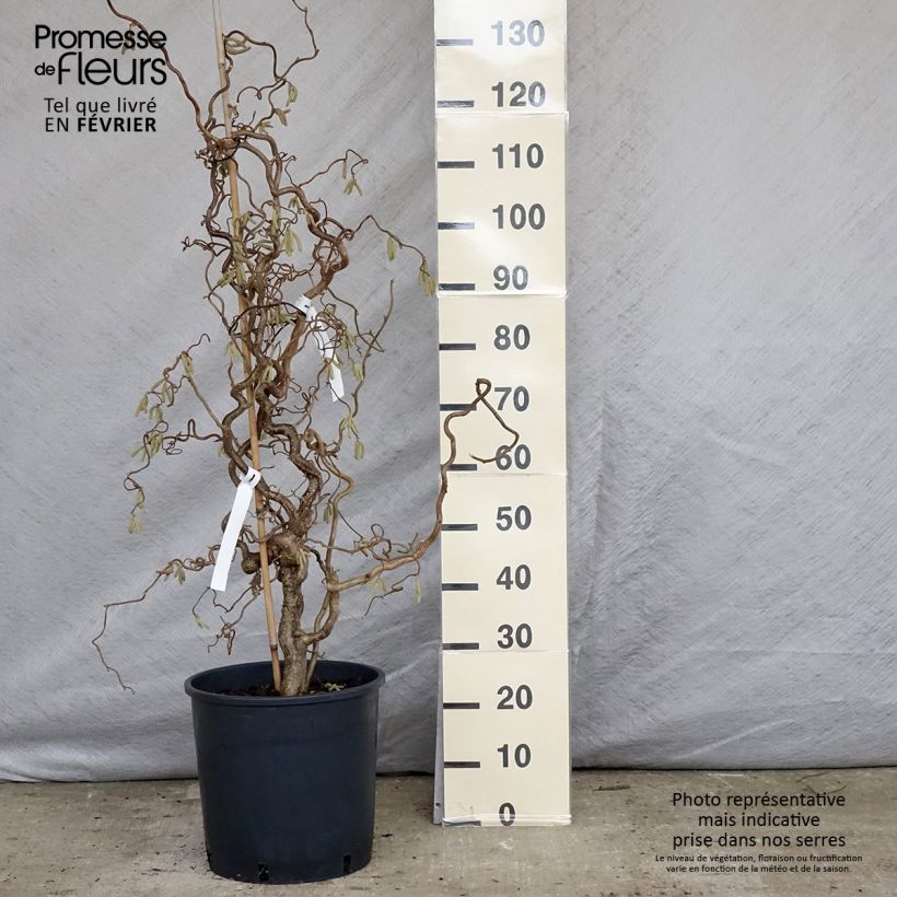 Corylus avellana Contorta - Avellana Maceta 12L/15L Ejemplar entregado en invierno